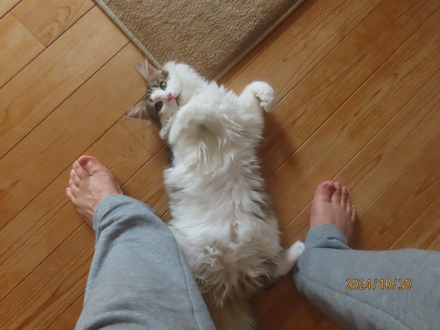 食後ころりん②