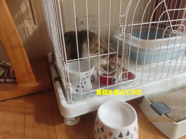 まるお昼御飯でケージへ