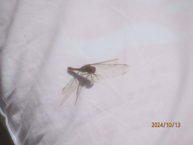 布団にトンボ