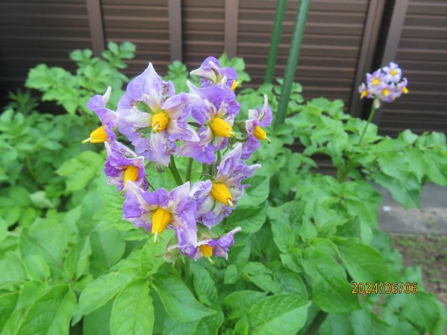 ジャガイモの花