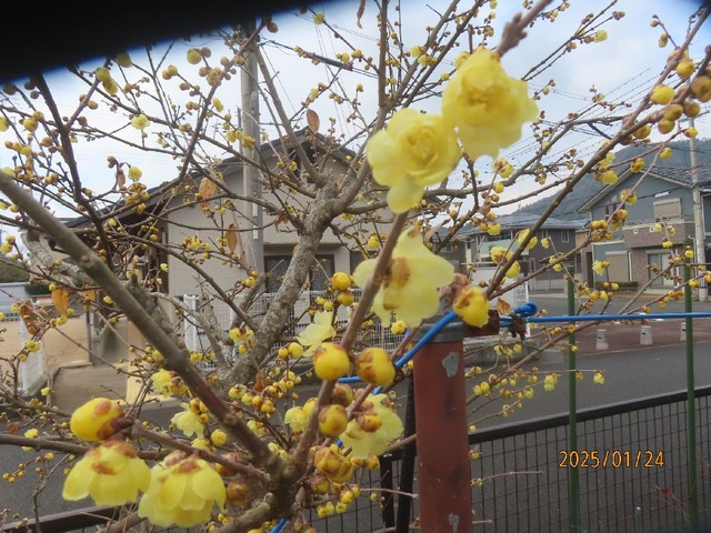 ロウバイ二分咲②