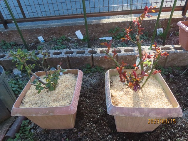 もみ殻マルチ②