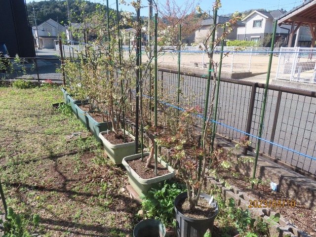 ハイブッシュコンテナ