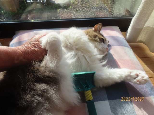 ブラッシング③