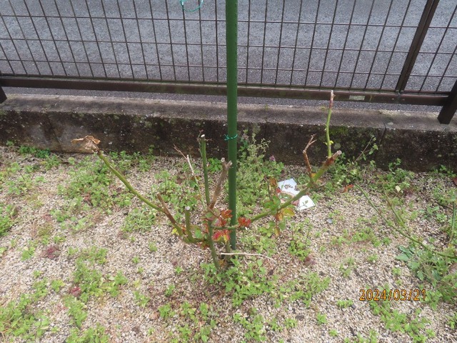 ピンクパンサー