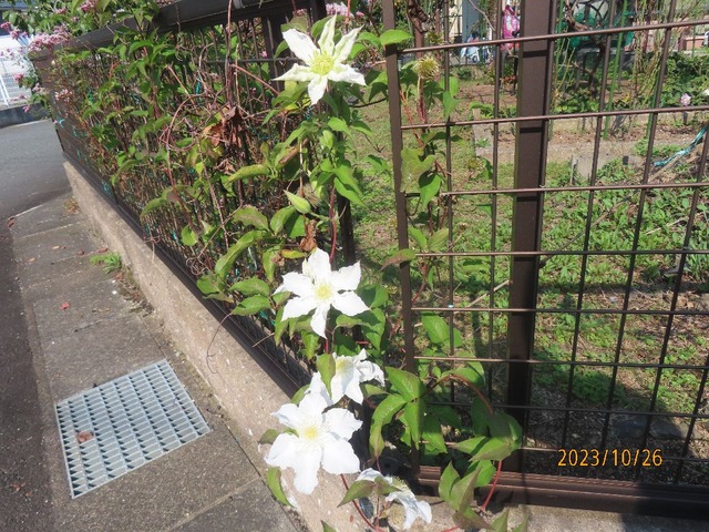クレマチス②