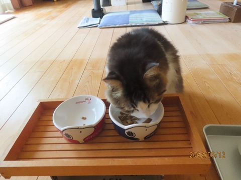 朝ドライ二膳目