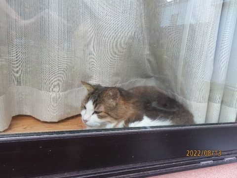 日向ぼっこ