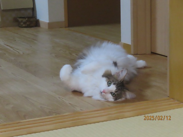 八時過ぎリビングころりん