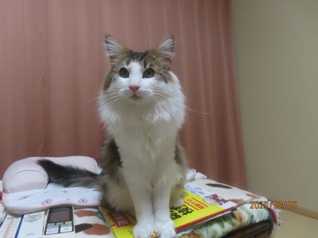 夜コタツ