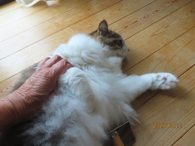 十一日ブラッシング