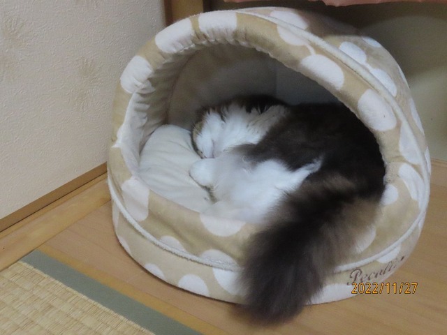 早寝?