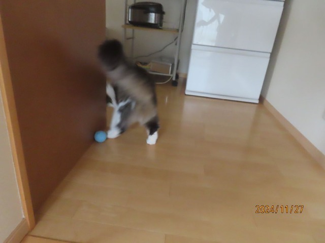 チリチリボール