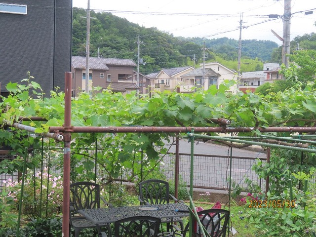 ブドウツル伏せ