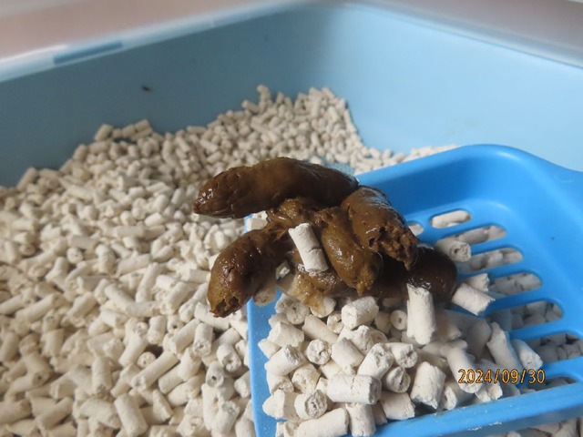 今朝のウンチ