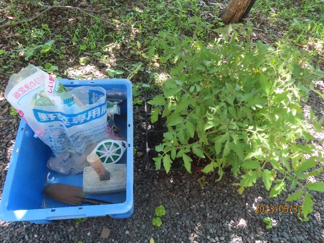 トマト植え付け準備
