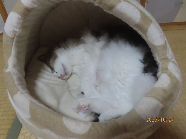 晩ゴハンはすこし