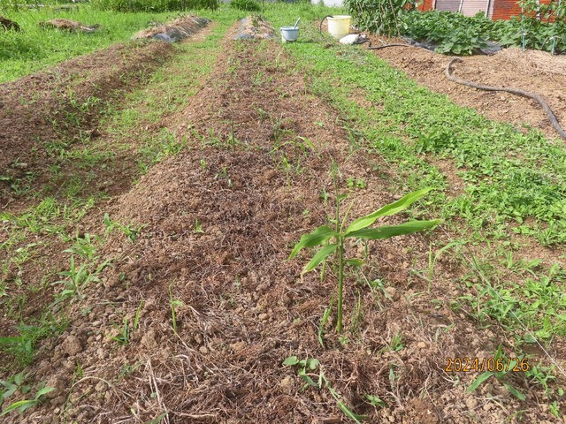 ショウガ31本発芽