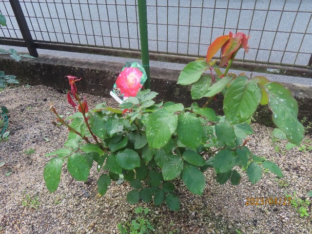 ダブルデライト①蕾なし
