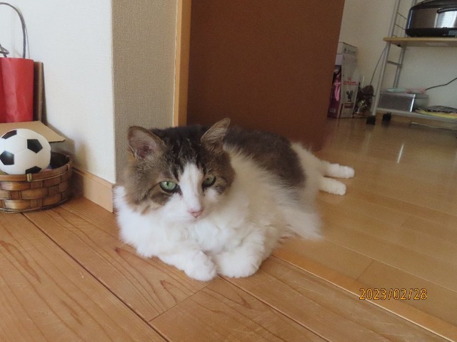 のんびりふうちゃん②