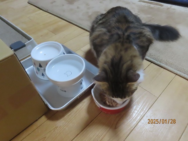 晩ゴハンたま伝