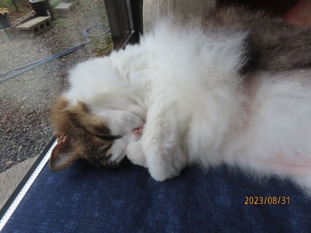 ブラッシング④