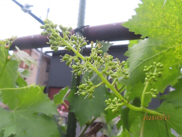 ブドウ開花①