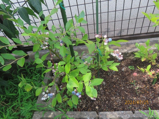 パウダーブルー