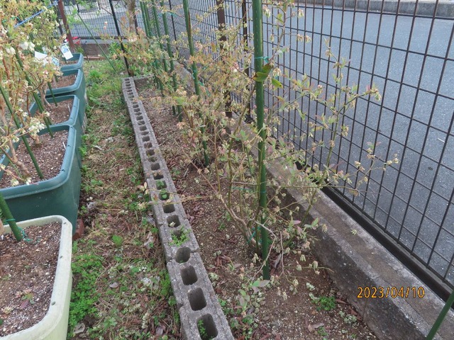 垣根ラビットウイ花摘み