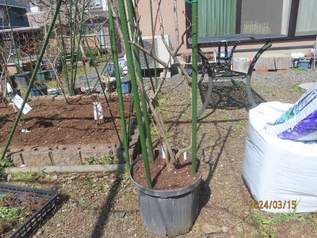 オニール鉢植え