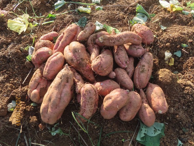 まずまずですよ