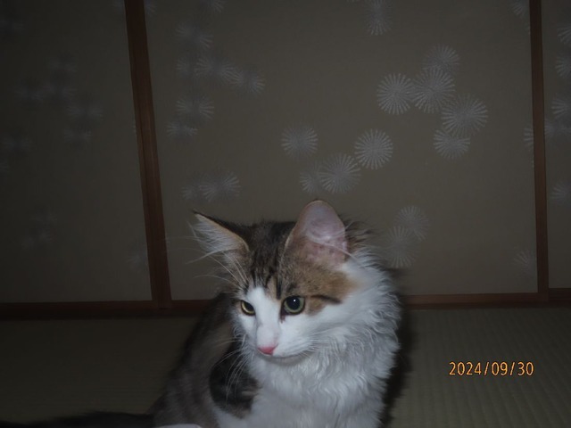 五時半近くに来た