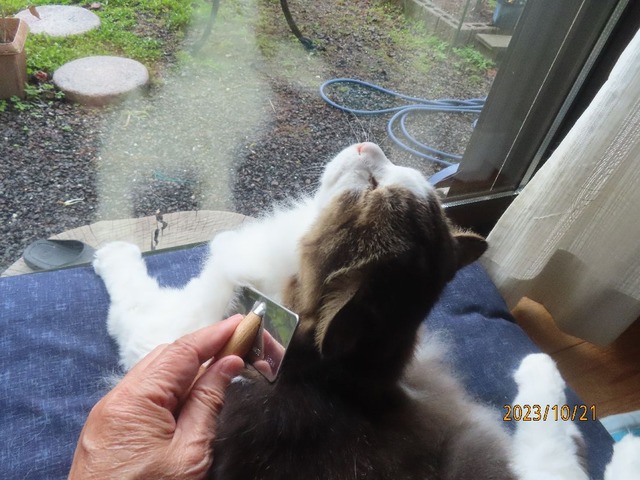 ブラッシング③