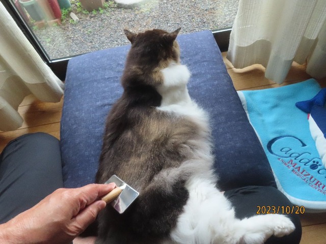 ブラッシング④