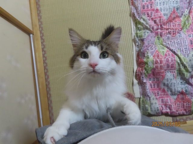 スエットずらす