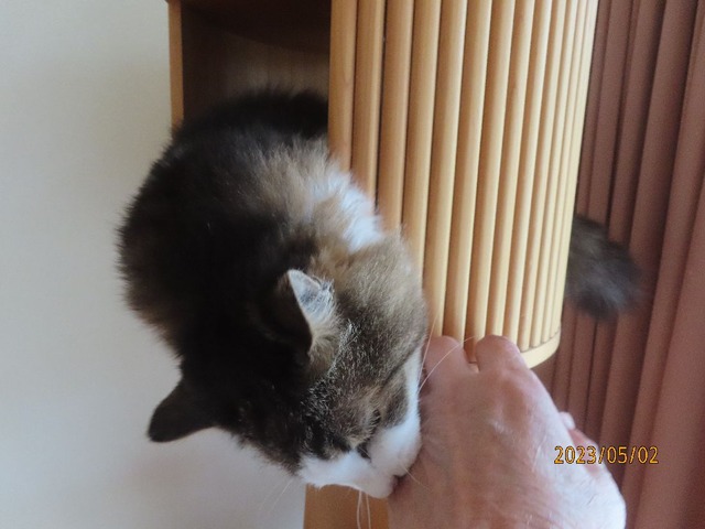 タワー③カプッ