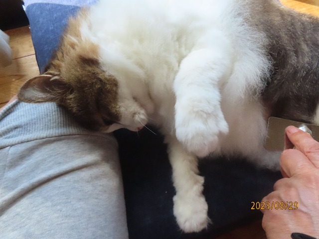 ブラッシング④