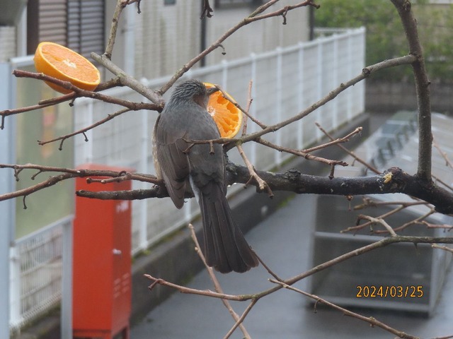 ヒヨ③すぐ来た