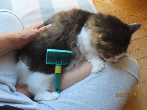 ブラッシング②