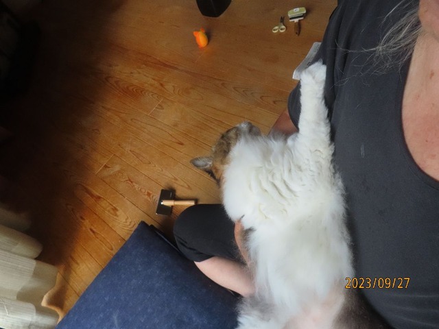 ブラッシング④抱っこ