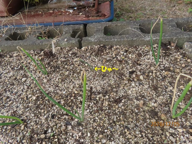 タマネギ融ける