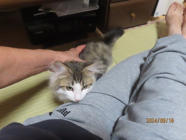 夜もピト