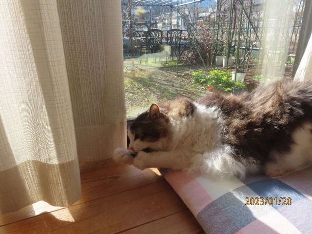 ボール①ぽい