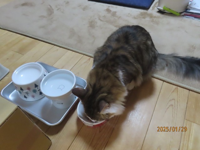 晩ゴハンたま伝