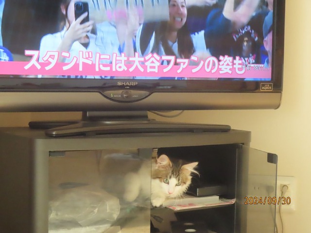 大谷さん