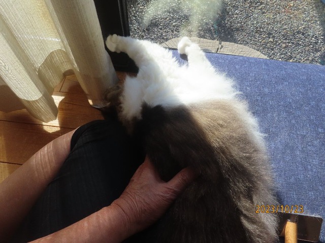 ブラッシング③