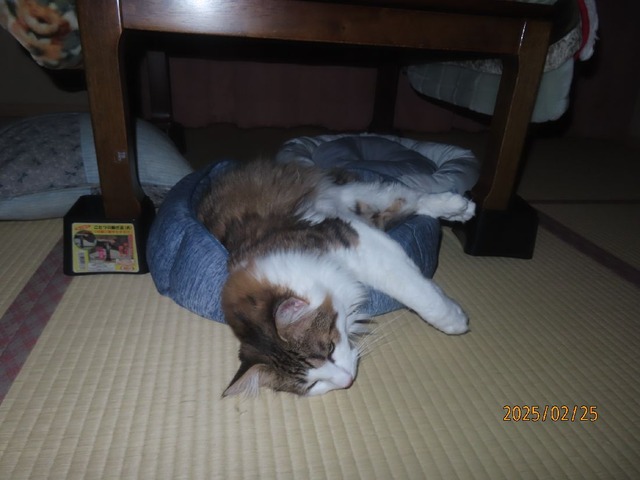 三時半コタツ下ベッド