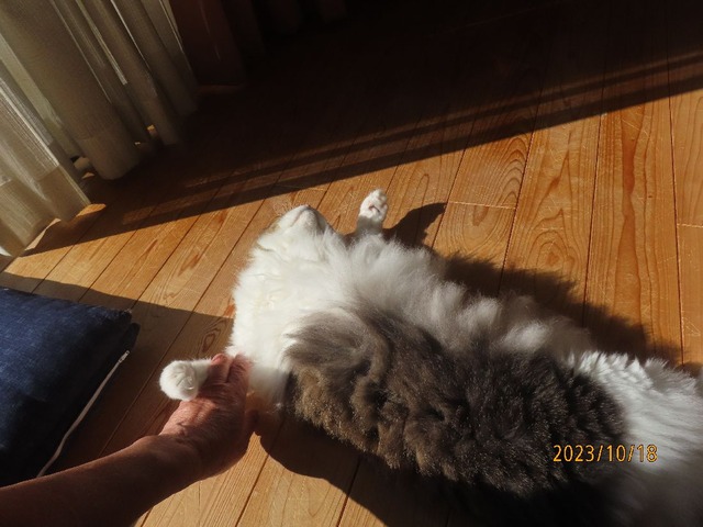 こっちへおいでよ