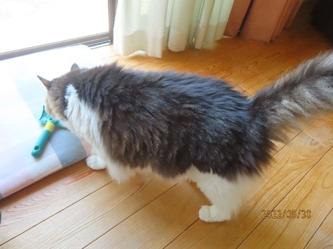 ふうちゃん来た