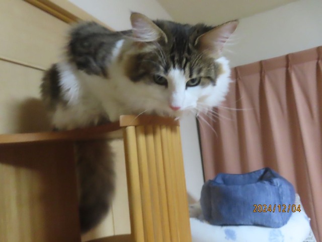 晩ゴハン後のタワー